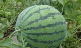 张凌赫最新吃瓜爆料,揭秘娱乐圈不为人知的幕后真相